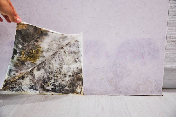Best Bathroom Mold Remediation in Horse Shoe, NC
